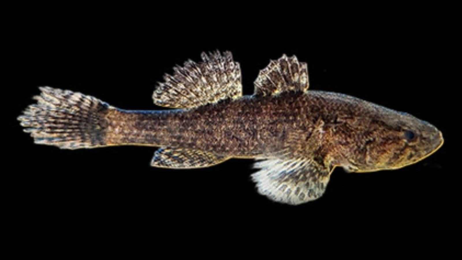 Scientists identify new gudgeon goby fish species in India’s Rupnarayan River